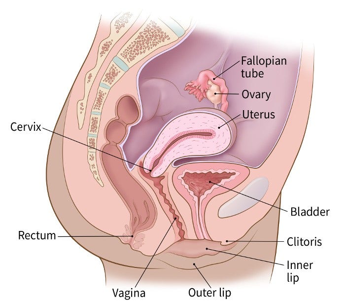 Illustration showing side view of the female pelvis including the clitoris, inner lip, outlip, rectum, vagina, cervix, ovary, fallopian tube, bladder and uterus