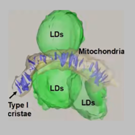Mitochondria Type 1 Cristae image from lung cancer research highlight by D. Shackelford