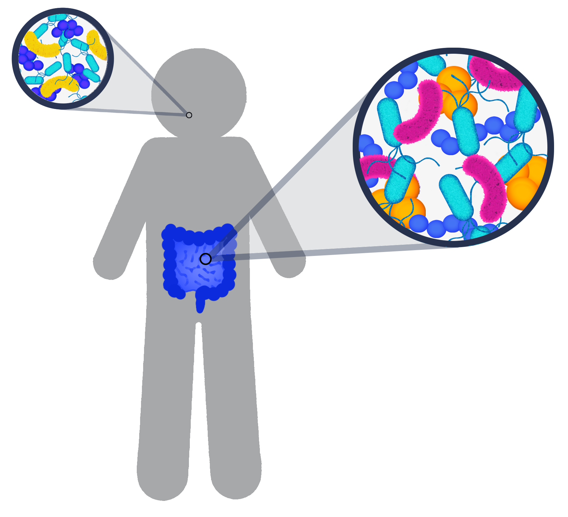 gray outline of person with intestines in blue with an enlarged inset of colorful germs smaller inset of germs coming from mouth