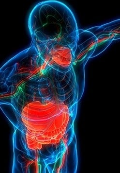 Blue light outline of human body with red digestive organs