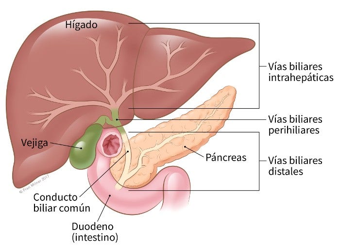 illustration showing the location of the common bile duct, intrahepatic bile ducts, perihilar bile ducts and distal bile ducts in relation to the liver, pancreas, gallbladder and duodenum (intestine)