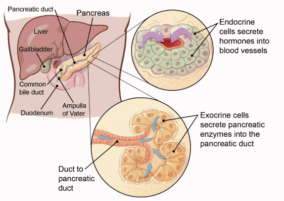 illustration showing the pancreas and pancreatic duct in relation to the liver, gallbladder, common bile duct, duodenum and ampulla of vater with detailed views of endocrine cells secreting hormones into blood vessels and exocrine cells secreting pancreatic enzymes into the pancreatic duct