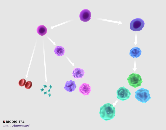 Preview of a 3D animation showing bone marrow and blood cell development