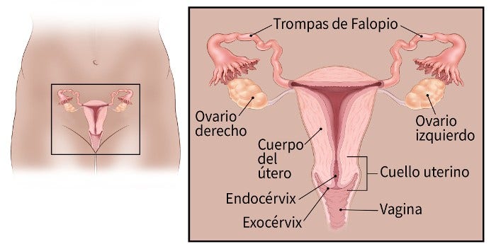 Vagina o vulva? Sí, existe una diferencia