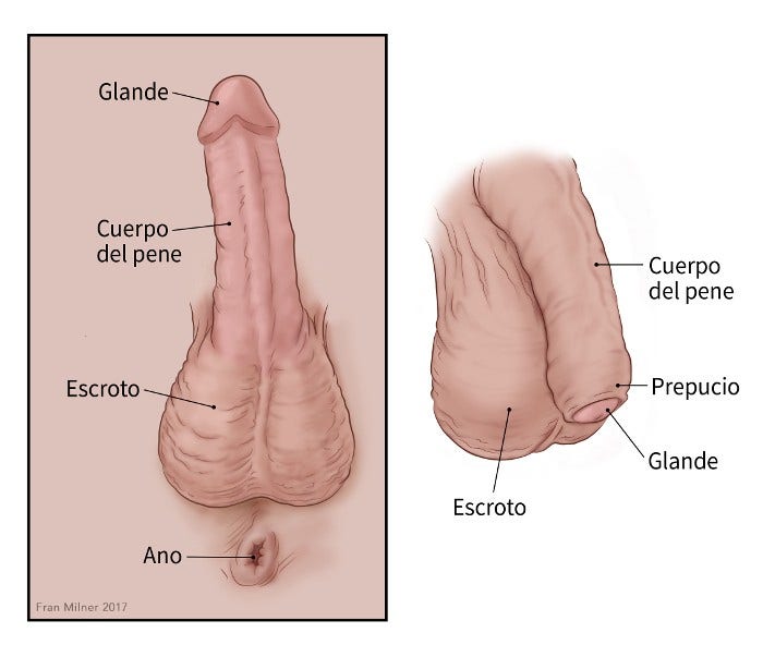 two illustrations of the penis showing the glans, foreskin, shaft, scrotum, anus