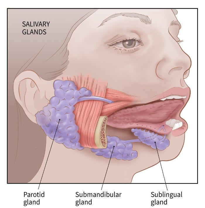 illustration showing the salivary glands: parotid gland, sublingual gland, submandibular gland