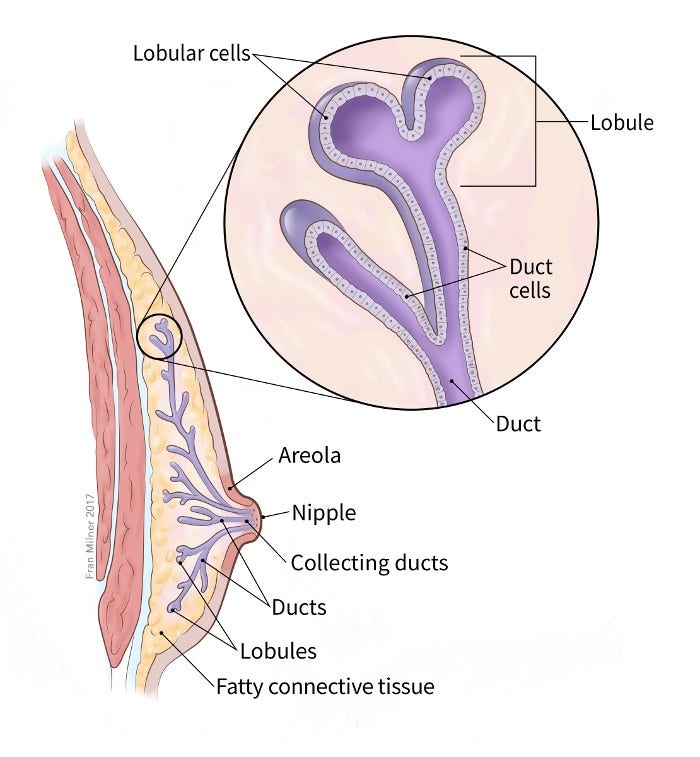 illustration showing structure of the male breast including location of the ducts, areola, nipple, collecting ducts, fatty connective tissue and lobules