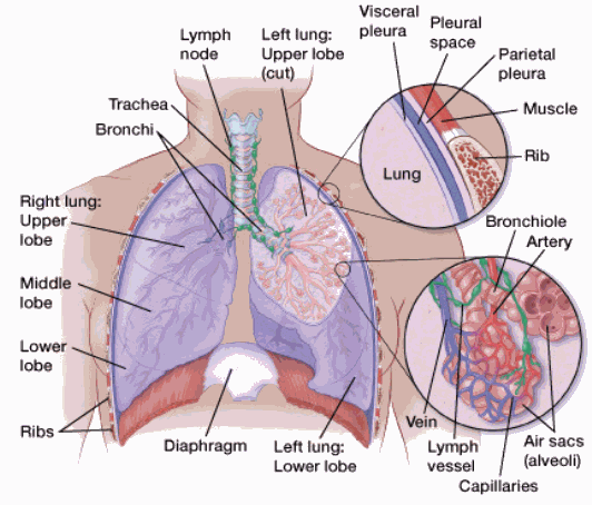 illustration showing details of the lungs and surrounding areas