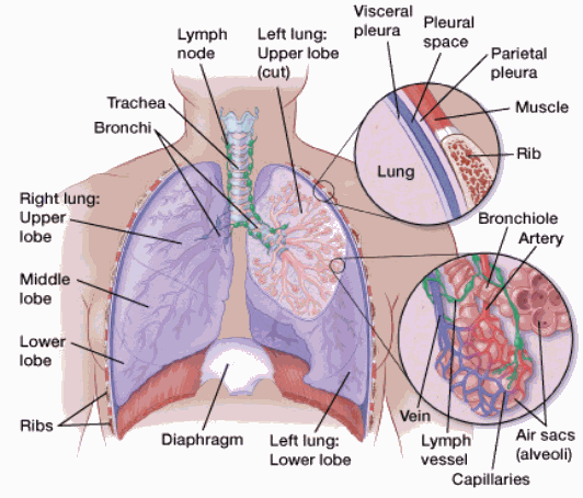 Lung Neoplasms 