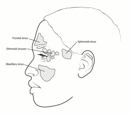 illustration of the side view of the head showing the frontal sinus, ethmoid sinuses, maxillary sinus and sphenoid sinus