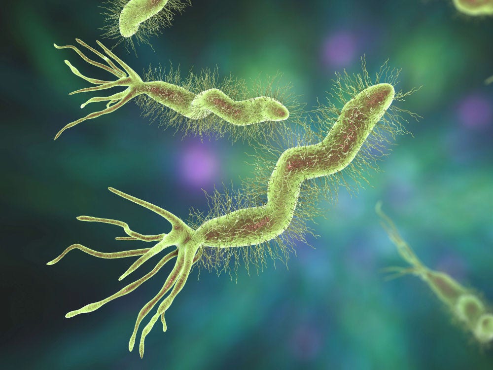 graphic of H. pylori bacteria