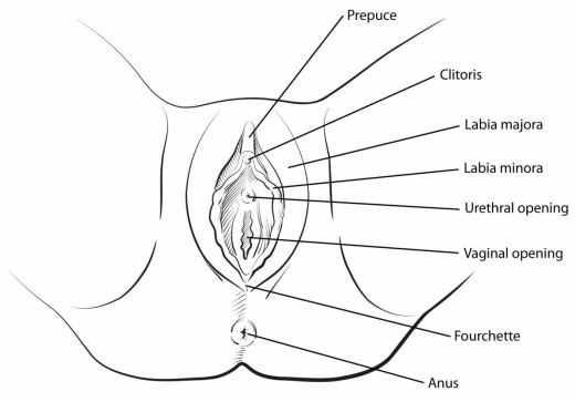 illustration showing location of prepuce, clitoris, labia majora, labia minora, urethral opening, vaginal opening, fourchette and anus