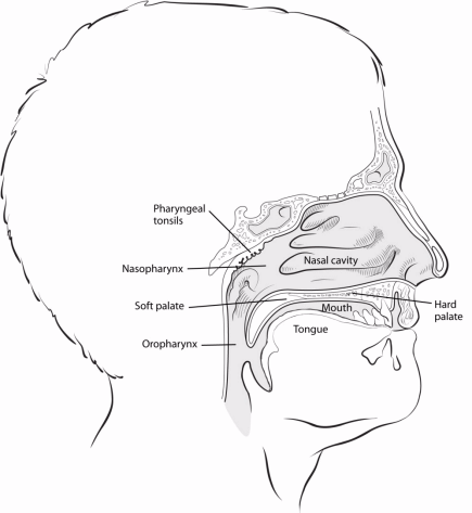 illustration showing a side view of the head and location of the nasopharynx in relation to the pharyngeal tonsils, soft palate, oropharynx, nasal cavity, mouth, tongue and hard palate