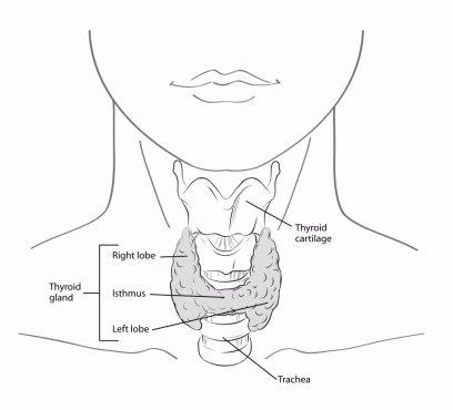 Illustration showing the parts of the thyroid gland (right lobe, isthmus, left lobe) in relation to the thyroid cartilage and trachea