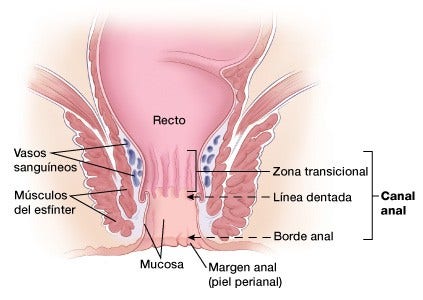 diagram showing anal structure including the anal canal, rectum, blood vessels, sphincter muscles, mucosa and anal margin