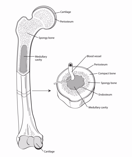 Illustration showing structure of bone including cartilage, periosteum, spongy bone, medullary cavity. Also shows a cross section of bone showing blood vessel, periosteum, compact bone, spongy bone, edosteum, medullary cavity.