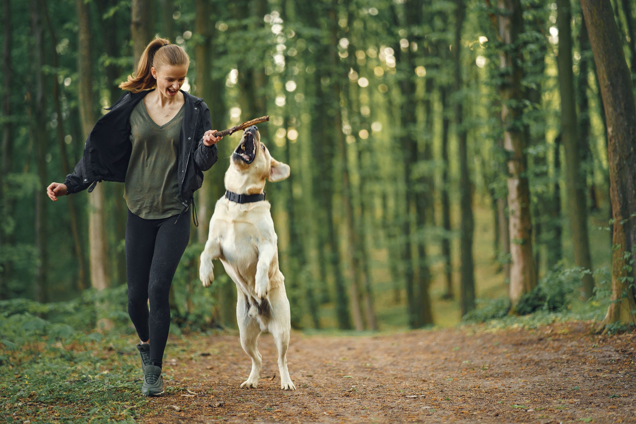 Owner and shepherd type dog in a forest. Attractive sporty woman with dog. 
