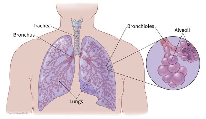 Small Cell Lung Cancer Guide, Understanding SCLC