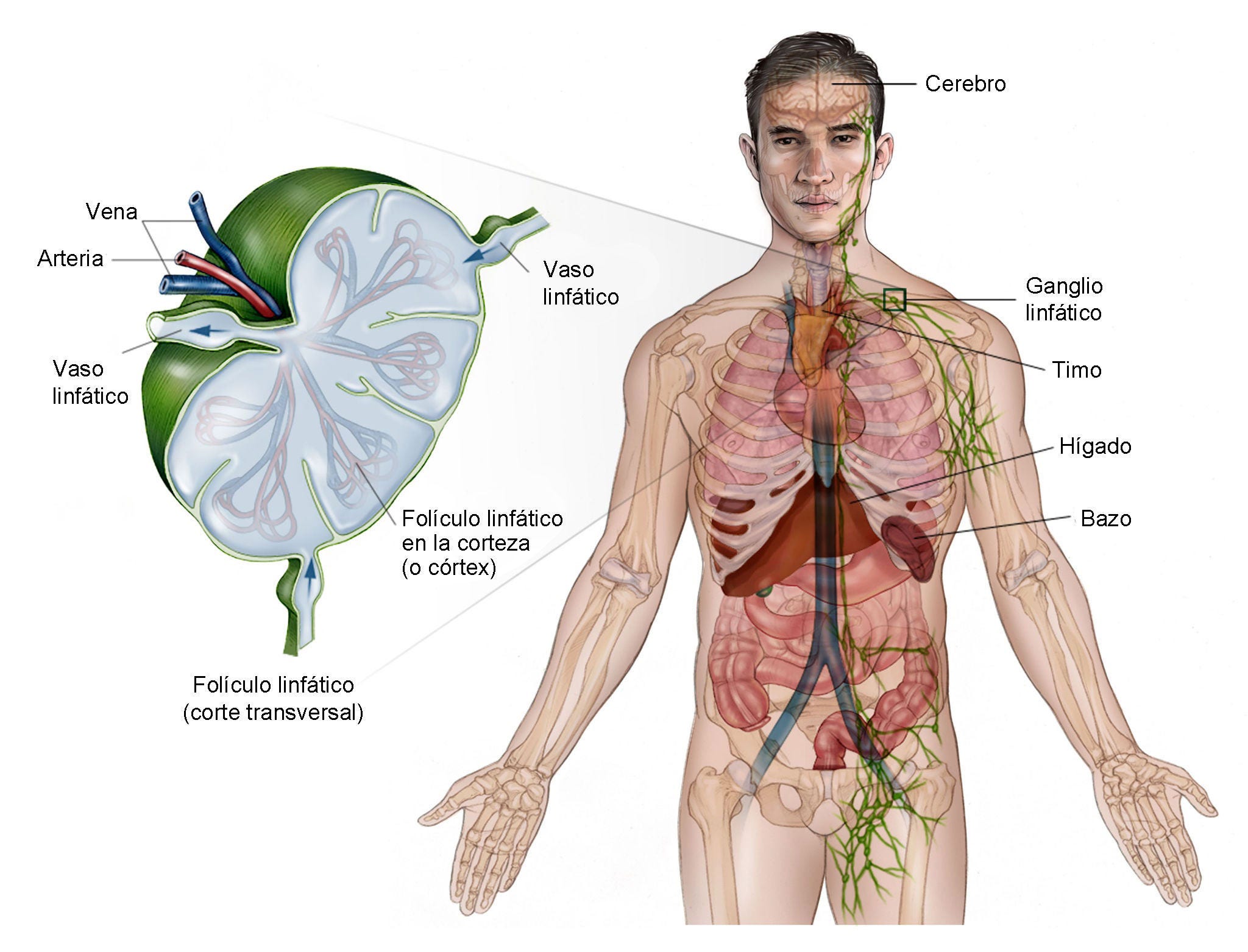 Ilustración en la que se muestra el sistema linfático del cuerpo