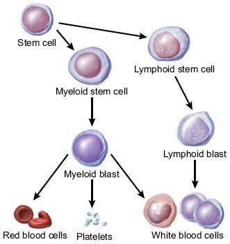 Diagram showing the stem cell to blood cell maturing process