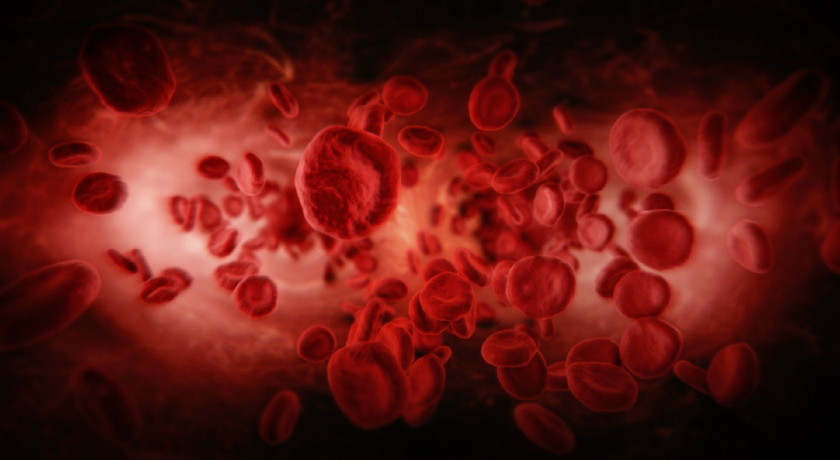 Imagen estática del video mostrando un acercamiento de glóbulos sanguíneos