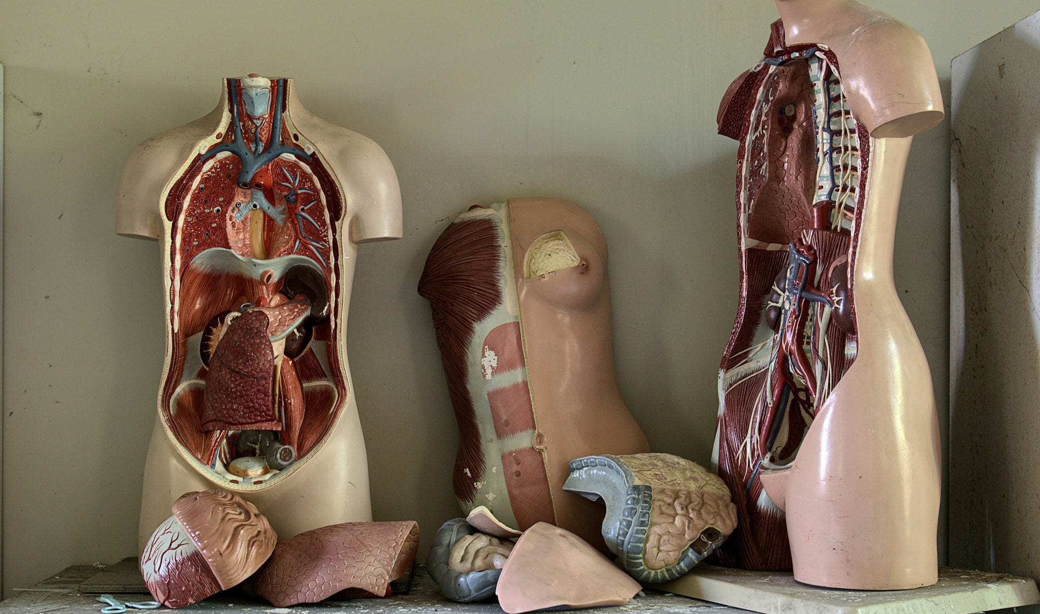 plastic body anatomy