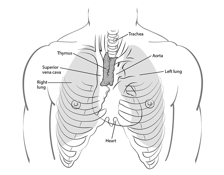 illustration showing the thymus gland in relation to the trachea, superior vena cava, right and left lungs and aorta