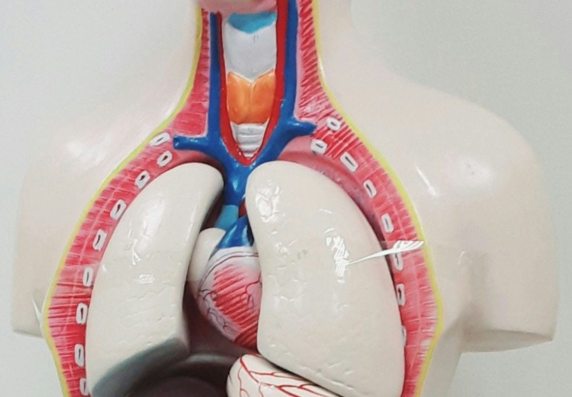 plastic heart and lungs