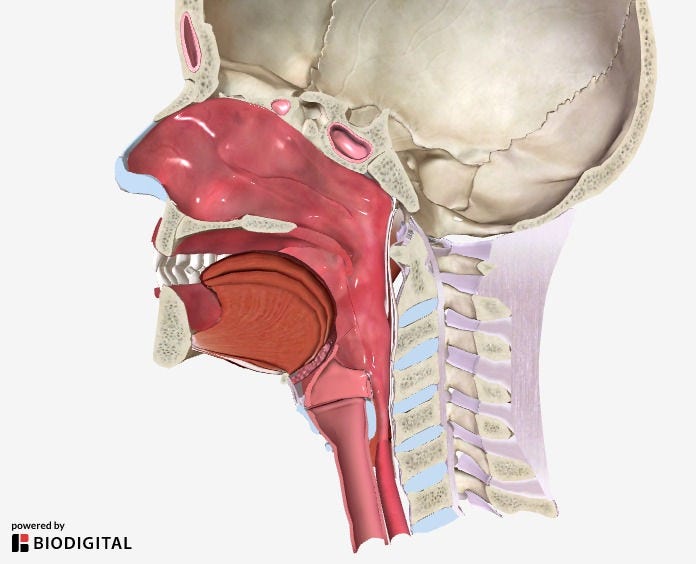 Preview of a 3D cross-section of the head and neck