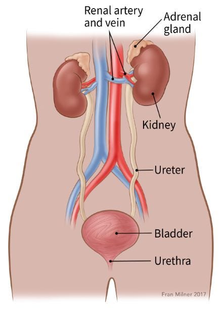 Illustration showing the adrenal gland located above the kidney. Also labeled are the ureters, bladder, urethra, and the renal artery and vein.