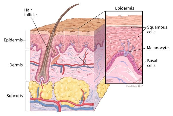 illustration showing cross section of the skin including location of hair follicle, epidermis, dermis and subcutis with details of the epidermis showing squamous cells, melanocyte and basal cells