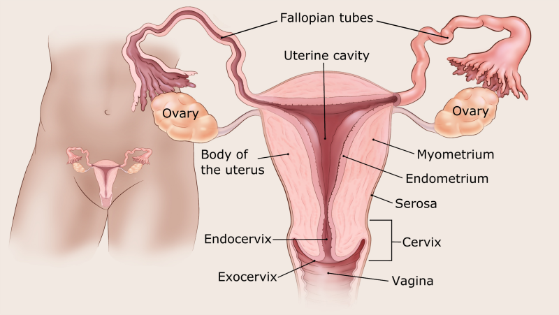 Endometrium Health: Key Insights for Women's Wellness