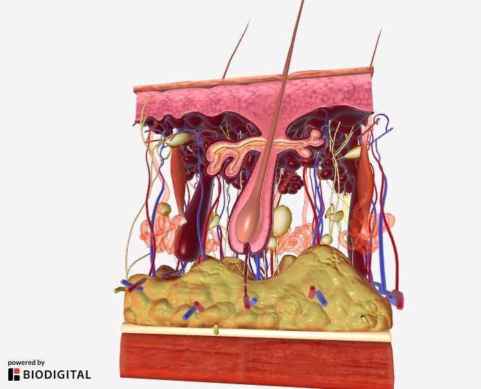 Preview of a 3D cross-section of the skin