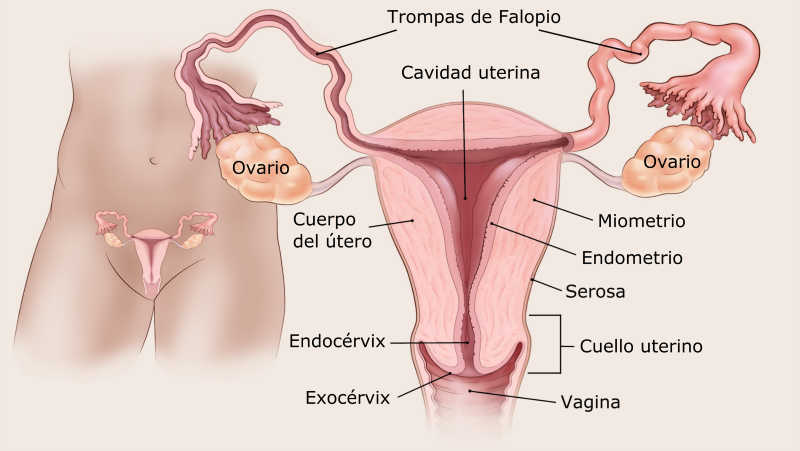 illustration showing the female reproductive organs including location of uterine cavity, endometrium, myometrium, serosa, fallopian tubes, ovaries, body of the uterus, endocervix, exocervix, cervix and vagina