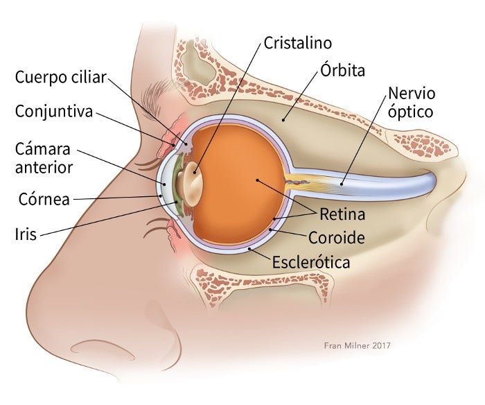 Medicamento que podría mejorar la esperanza de vida de quienes