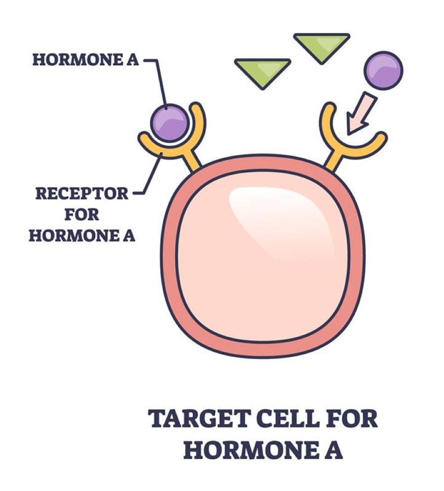 Diagram showing a cell with a receptor binding its specific hormone