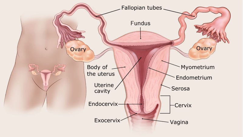 Diagram of the female reproductive tract with labeled anatomical parts