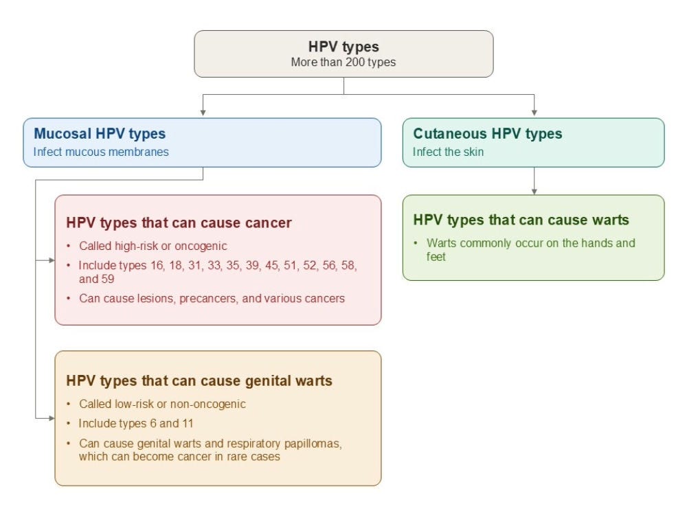 Diagram of mucosal and cutaneous HPV types