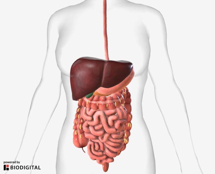 Preview of a 3D animation showing the digestive system