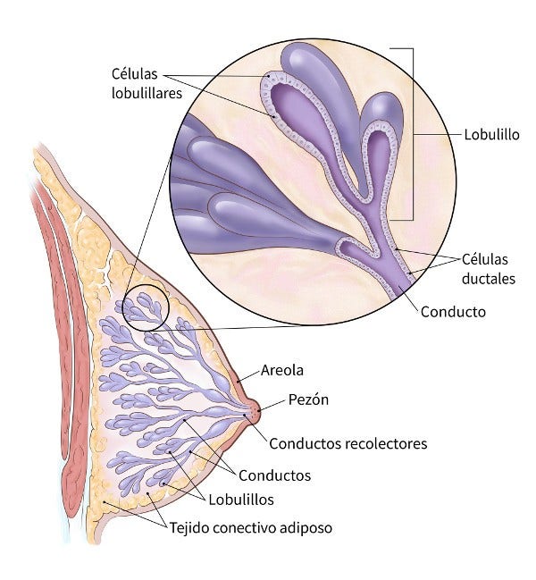 color illustration showing the structure of the breast (including location of areola, nipple, collecting ducts, ducts, lobules, fatty connective tissue, duct cells and lobular cells)