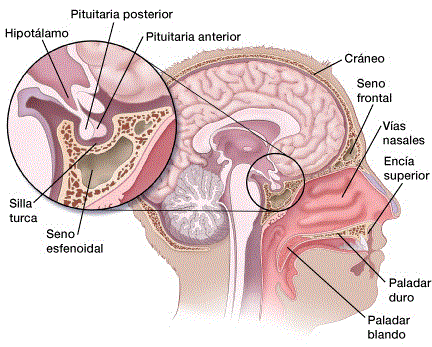 Pituitary