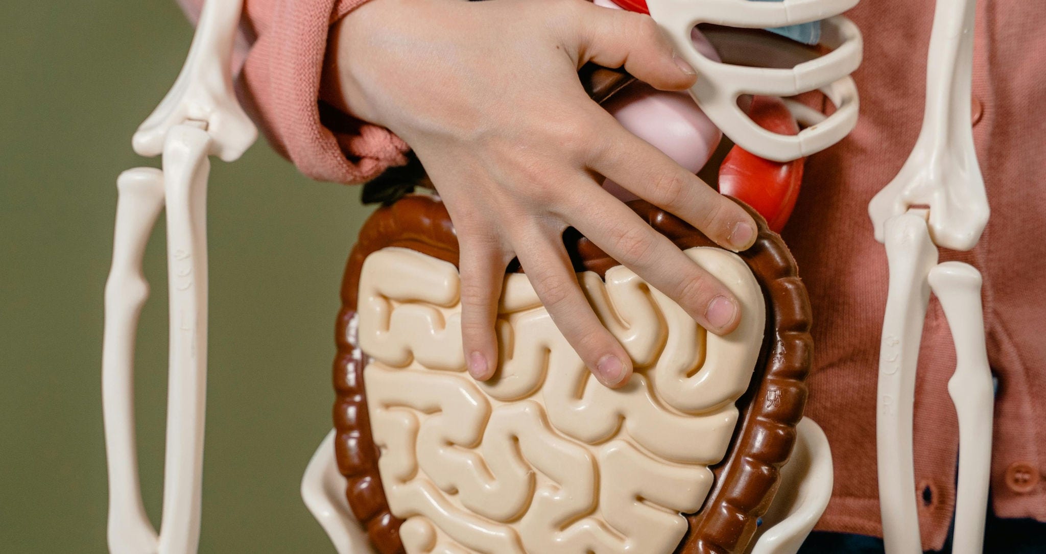 Hand on plastic intestine with some skeleton horizontal photo by mart production on pexels