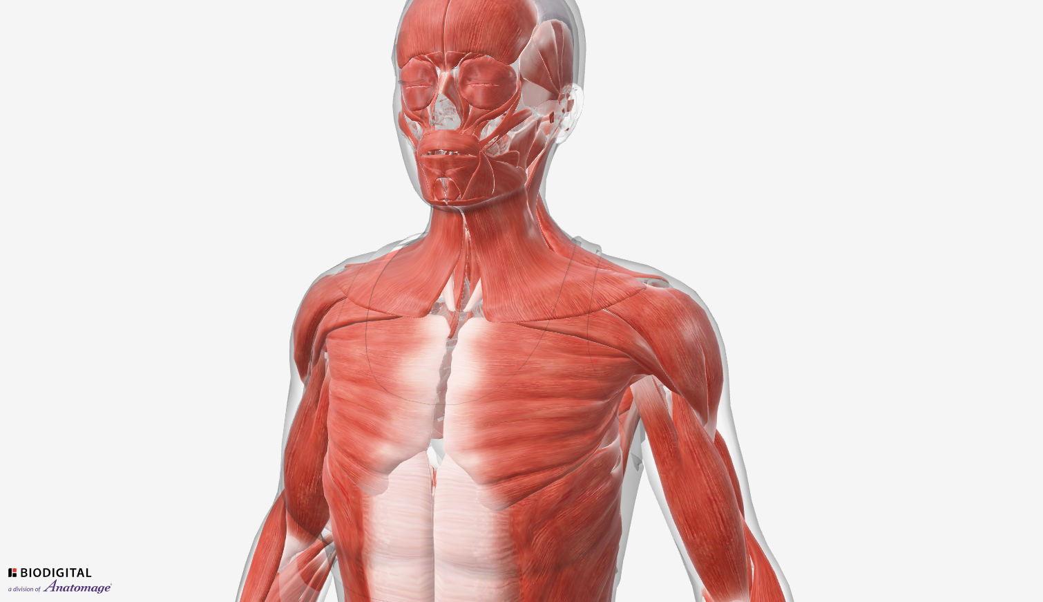 Preview of a 3D animation showing the muscular system