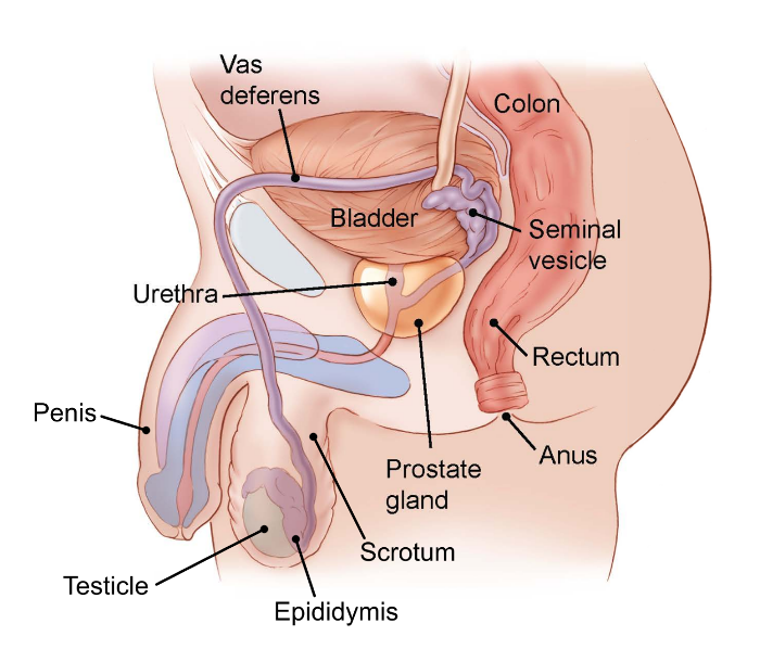 Illustration showing side view of the male pelvic area including the bladder, colon, seminal vesicle, rectum, anus, prostate gland, scrotum, epididymis, testicles, penis, urethra, vas deferens