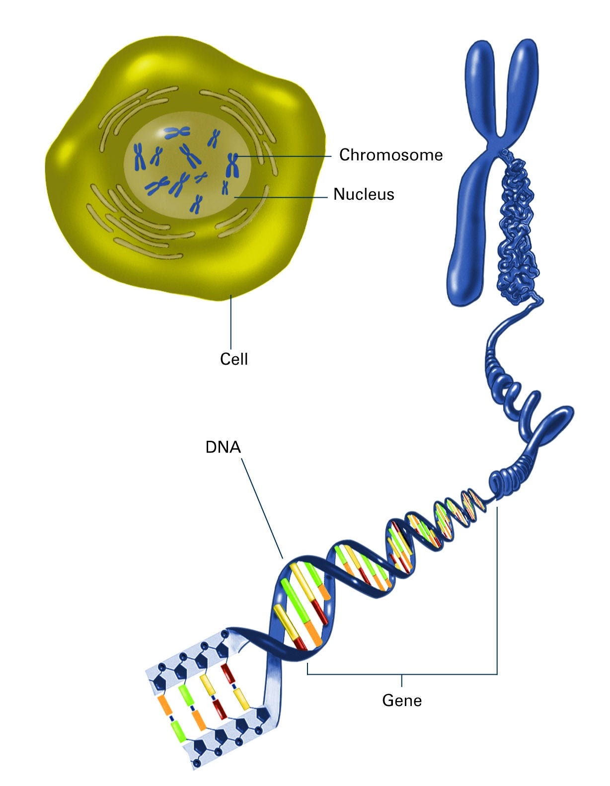 Cell with chromosomes in nucleus and enlarged chromosome showing piece stretched out to show coiled DNA and gene section
