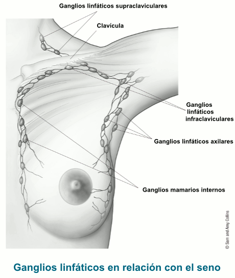 Ganglios linfaticos en relacion con el seno