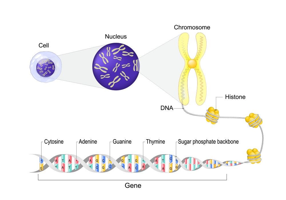 Diagram showing the hierarchy of genetic organization from cell to DNA, including nucleus, chromosome, histone, and DNA base pairs.