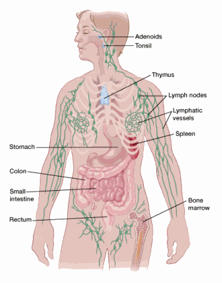 Illustration showing the lymphatic system in the body