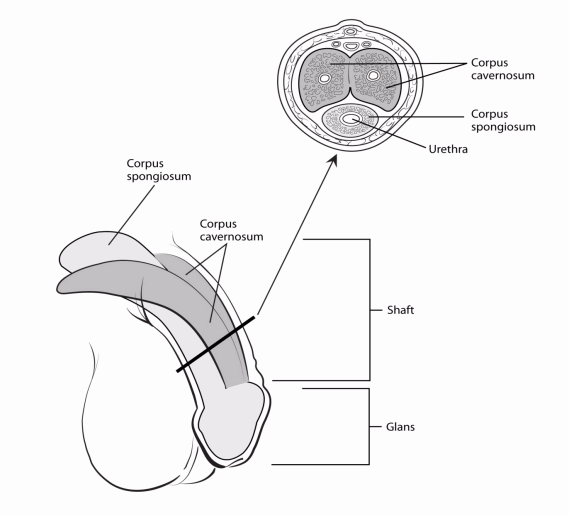 illustration showing the penis (corpus spongiosum, corpus cavernosum, shaft, glans) and a cross section showing the corpus cavernosum, corpus spongiosum and urethra