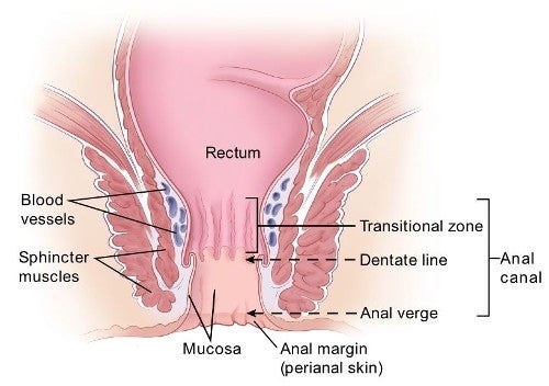 anal structure